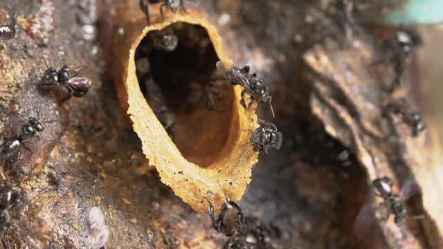 Stingless bees or trigona meliponini hive industry. A colony of stingless bees on beehive.