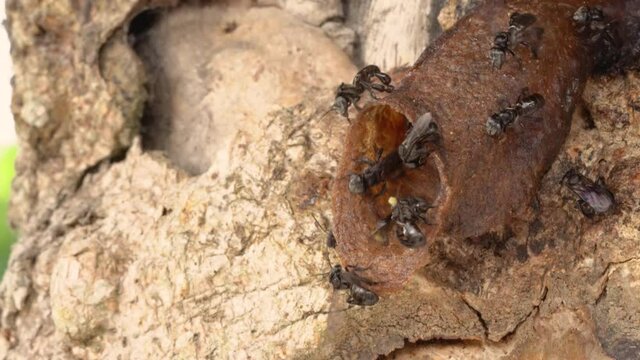 Stingless bees or trigona meliponini hive industry. A colony of stingless bees on beehive.