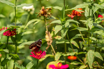 A butterfly in a combination of black, brown, and white is looking for honey and perches on a red zinnia flower on a blurred green foliage background, nature concept