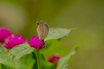 A brown butterfly looking for honey and perched on a pink zinnia flower on a blurry green leaf background, nature concept