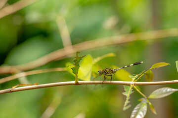 A dragonfly whose body is striped with a combination of green, yellow, and black perches on a twig, a blurry background of green leaves