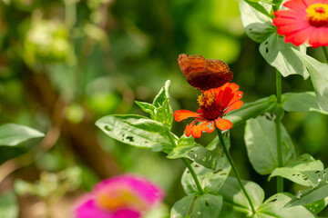 A brown butterfly looking for honey and perched on a red zinnia flower on a blurred green foliage background, nature concept