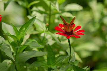 A brown butterfly looking for honey and perched on a red zinnia flower on a blurred green foliage background, nature concept