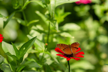 Obraz premium A brown butterfly looking for honey and perched on a red zinnia flower on a blurred green foliage background, nature concept