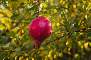 A ripe pomegranate grows on a tree on an autumn day. Pomegranate fruit on branches with yellow foliage on a sunny day. One ripe pomegranate hanging on a branch with yellow foliage.