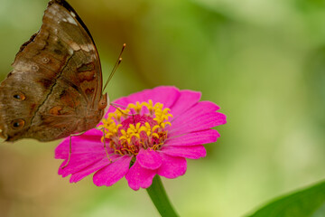 A brown butterfly looking for honey and perched on a pink zinnia flower on a blurry green leaf...