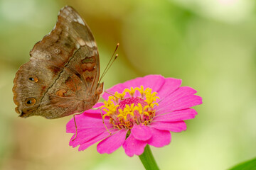 A brown butterfly looking for honey and perched on a pink zinnia flower on a blurry green leaf...