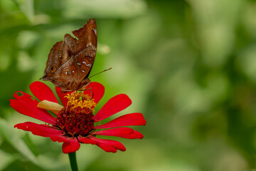 A brown butterfly looking for honey and perched on a red zinnia flower on a blurred green foliage background, nature concept
