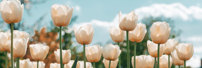 Fototapeta Spring banner, blossom background. Amazing white tulip flowers blooming in a tulip field. Tulips field. White flower tulips flowering in tulips field. obraz