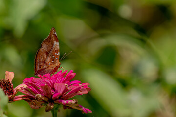 A brown butterfly looking for honey and perched on a pink zinnia flower on a blurry green leaf...
