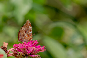 A brown butterfly looking for honey and perched on a pink zinnia flower on a blurry green leaf background, nature concept