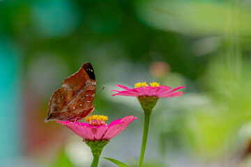 A brown butterfly looking for honey and perched on a pink zinnia flower on a blurry green leaf...