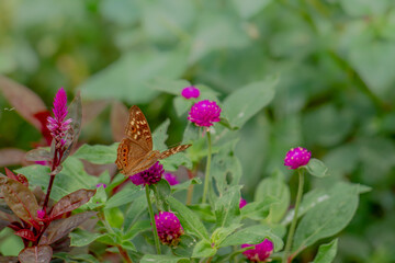 A brown butterfly looking for honey and perched on a pink zinnia flower on a blurry green leaf background, nature concept