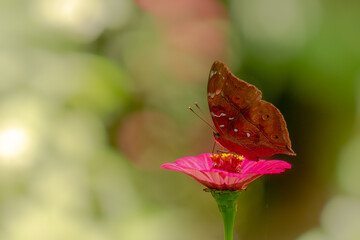 A brown butterfly looking for honey and perched on a pink zinnia flower on a blurry green leaf...