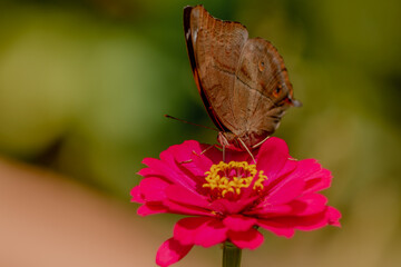 A brown butterfly looking for honey and perched on a red zinnia flower on a blurred green foliage background, nature concept