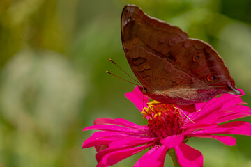 A brown butterfly looking for honey and perched on a pink zinnia flower on a blurry green leaf background, nature concept