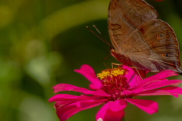 Fototapeta na wymiar A brown butterfly looking for honey and perched on a pink zinnia flower on a blurry green leaf background, nature concept
