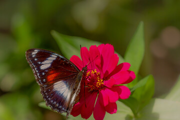 A butterfly in a combination of black, brown, and white is looking for honey and perches on a red zinnia flower on a blurred green foliage background, nature concept