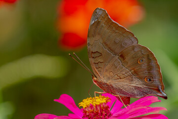 A brown butterfly looking for honey and perched on a pink zinnia flower on a blurry green leaf...