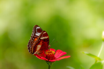 A butterfly in a combination of black, brown, and white is looking for honey and perches on a red zinnia flower on a blurred green foliage background, nature concept
