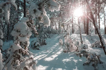 Zelfklevend Fotobehang Winter forest © Galyna Andrushko