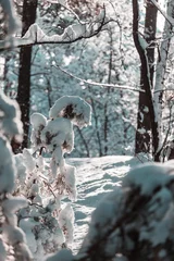 Wandcirkels aluminium Winter forest © Galyna Andrushko