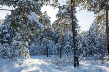 Foto auf Acrylglas Winter forest © Galyna Andrushko
