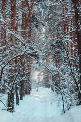 Winter forest