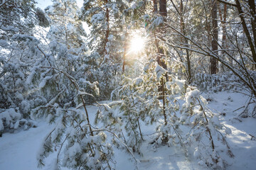 Winter forest