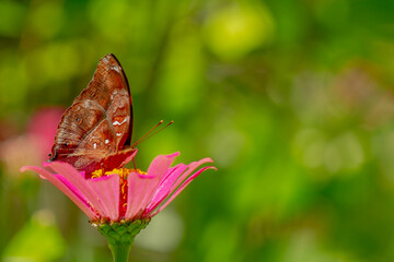 A brown butterfly looking for honey and perched on a pink zinnia flower on a blurry green leaf background, nature concept