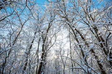 Schilderijen op glas Winter forest © Galyna Andrushko