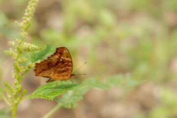 A brown butterfly resting on a flowering spinach plant, blurred green foliage background