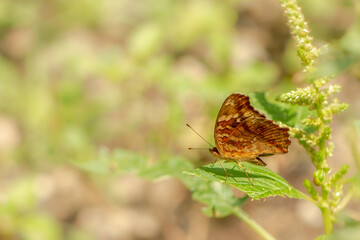 A brown butterfly resting on a flowering spinach plant, blurred green foliage background