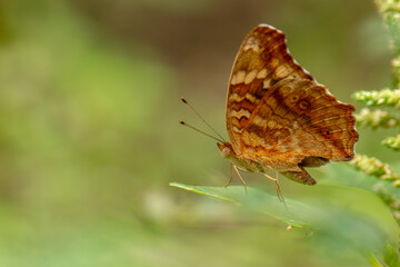 A brown butterfly resting on a flowering spinach plant, blurred green foliage background