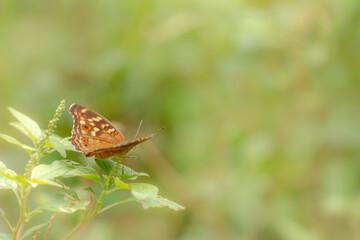 Fototapeta na wymiar A brown butterfly resting on a flowering spinach plant, blurred green foliage background