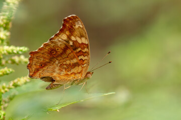 A brown butterfly resting on a flowering spinach plant, blurred green foliage background