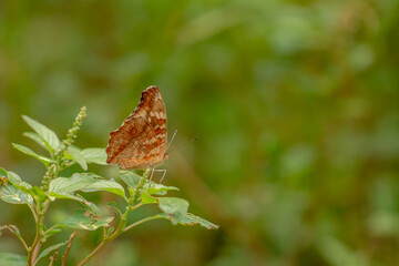 A brown butterfly resting on a flowering spinach plant, blurred green foliage background