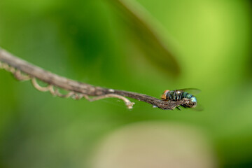 A green fly perches on a dark brown dry twig, blurry foliage background, nature concept