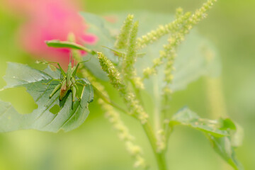 Two grasshoppers mating on a leaf of a flowering spinach plant, blurred green foliage background, natural concept