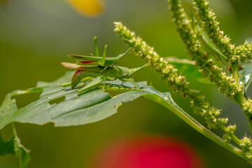 Two grasshoppers mating on a leaf of a flowering spinach plant, blurred green foliage background, natural concept