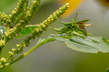 Two grasshoppers mating on a leaf of a flowering spinach plant, blurred green foliage background, natural concept
