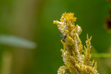 A black herring wasp looking for food among pale yellow celosia flowers, nature concept
