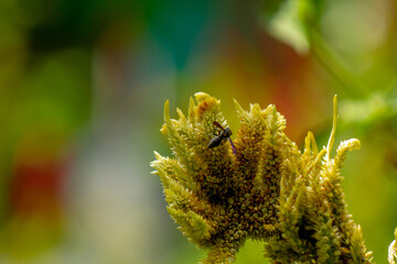A black herring wasp looking for food among pale yellow celosia flowers, nature concept