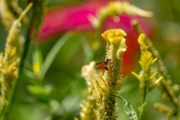 A black herring wasp looking for food among pale yellow celosia flowers, nature concept