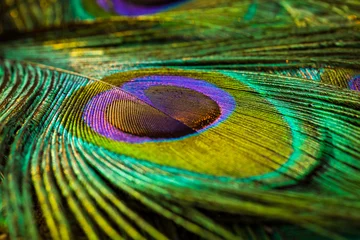 Foto op Plexiglas peacock feather close up, Peacock feather, peafowl feather. © Sunanda Malam