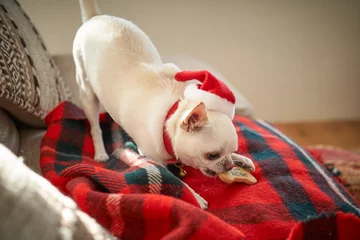 Papier Peint photo autocollant Bulldog français クリスマスを楽しむ白い犬チワワ