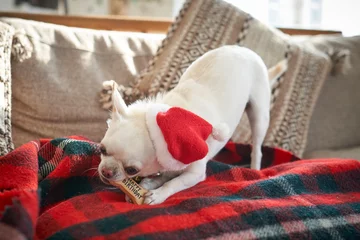 Keuken spatwand met foto クリスマスを楽しむ白い犬チワワ © TOYPOY