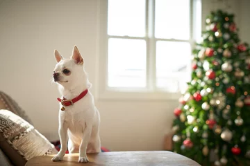 Schilderijen op glas クリスマスを楽しむ白い犬チワワ © TOYPOY