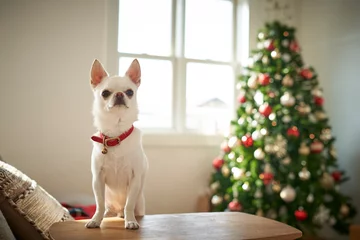 Foto op Plexiglas クリスマスを楽しむ白い犬チワワ © TOYPOY