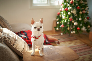 クリスマスを楽しむ白い犬チワワ